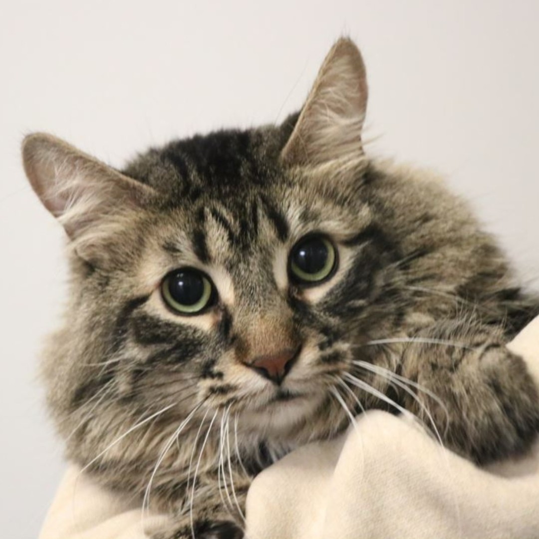 WinnipegHumane's tweet photo. ❤️🐱 Meet Kevin! Kevin is quiet, calm &amp; a little bit nervous. We've learned he enjoys a good cheek rub to win this 8-year-old over. 🥰 With a bit of patience, Kevin will in no time reward you with his loyalty &amp; loving companionship. Visit him at 45 Hurst Way. #adoptdontshop https://t.co/oKtScL5mZa