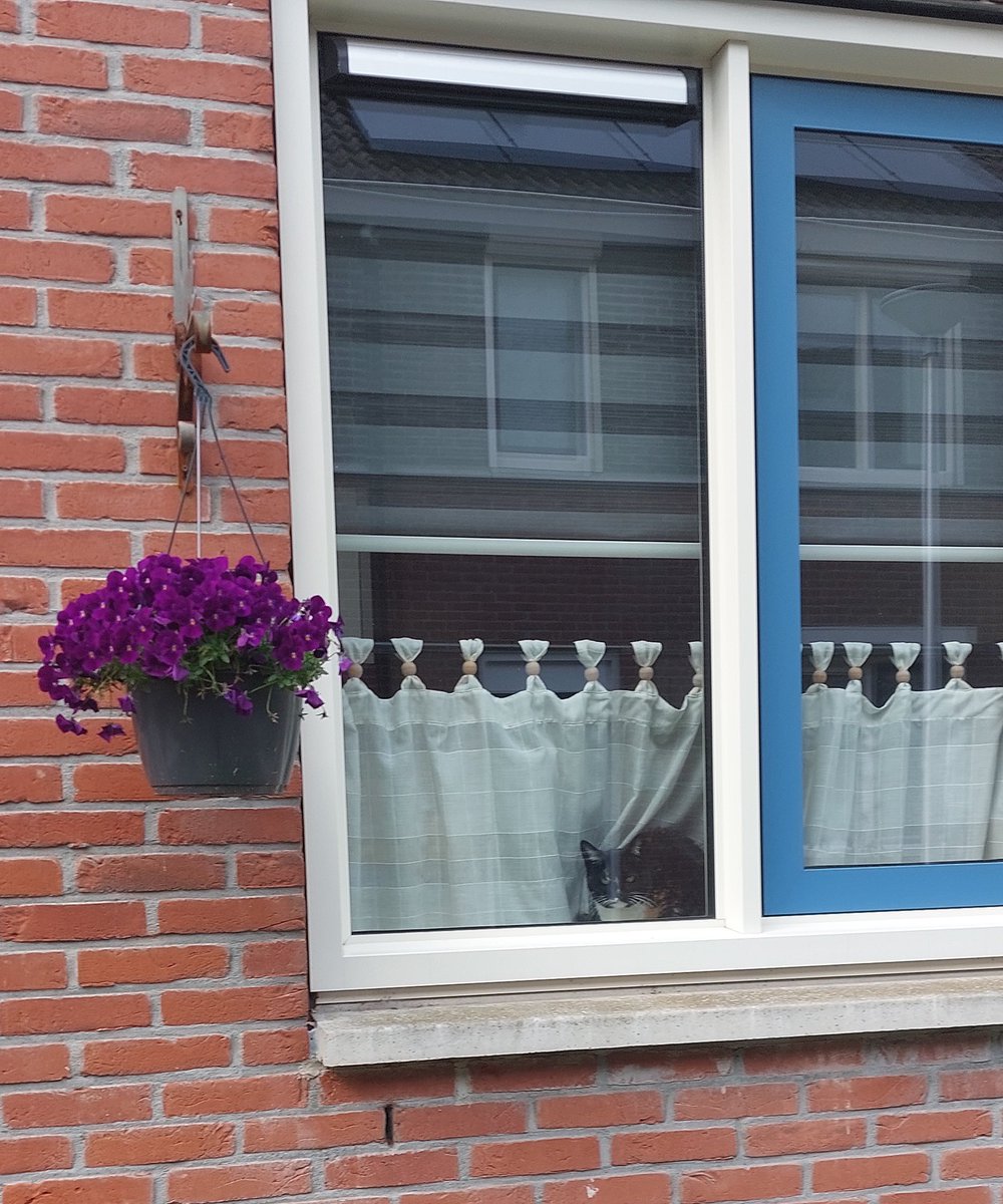 irpemiki's tweet photo. #windowcats  Er werd op mij gewacht. https://t.co/dssVAXG2GL