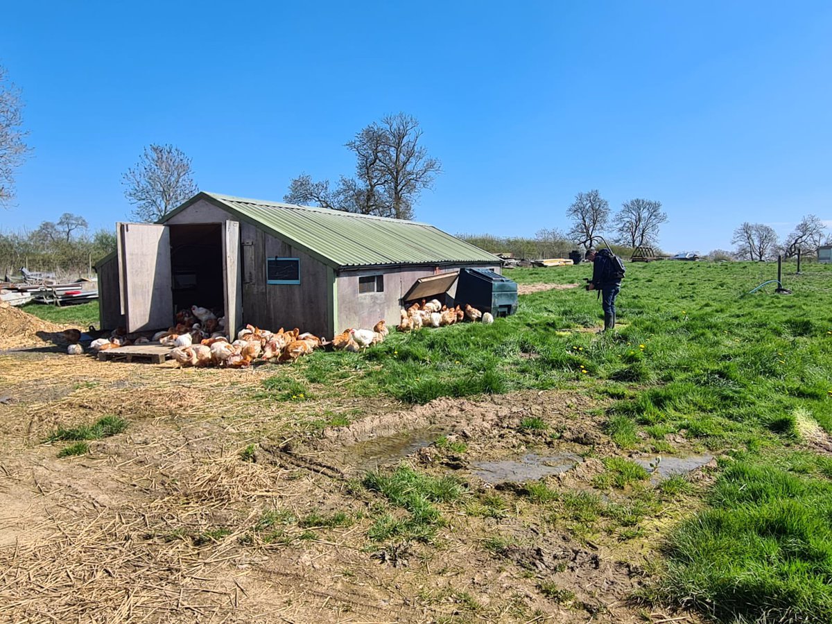 FosseMeadows's tweet photo. We’re on @ITVCentral tonight at 6pm!!…
The mandatory housing order has been lifted today - we have #happychickens and a happy Jacob & Nick!
#totalfreedom #freerangechicken #81days #slowgrown #fossemeadowsfarm https://t.co/DJEIGGZ5JN