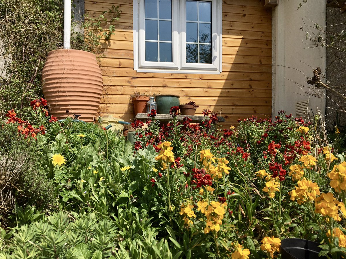 bluewoodmouse's tweet photo. Outside my studio today. The wallflowers self-seeded and I'm very much enjoying them! https://t.co/VMfU49CMtg