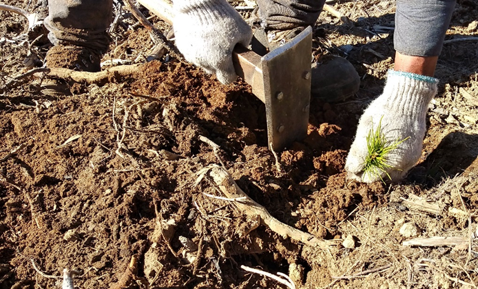 The future is now! In Washington, seedlings adapted to future climates have been planted on two national forests to prepare for warmer, drier conditions. <a href="/ForestServiceNW/">Forest Service NW</a> <a href="/OkaWenNF/">Oka-Wen NF</a> <a href="/GPNF/">Gifford Pinchot National Forest</a>
climatehubs.usda.gov/hubs/northwest…