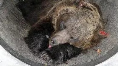 DarkEvilDagger's tweet photo. Non esiste una gestione così scellerata della fauna, tutto per coprire gli errori di una gestione incapace e ignorante del territorio.
Chi di dovere paghi ma non è l'orsa la colpevole
#Trentino 
#fugattidimettiti #iostocongliorsi  #BoicottareIlTrentino https://t.co/frWVEuQY7G