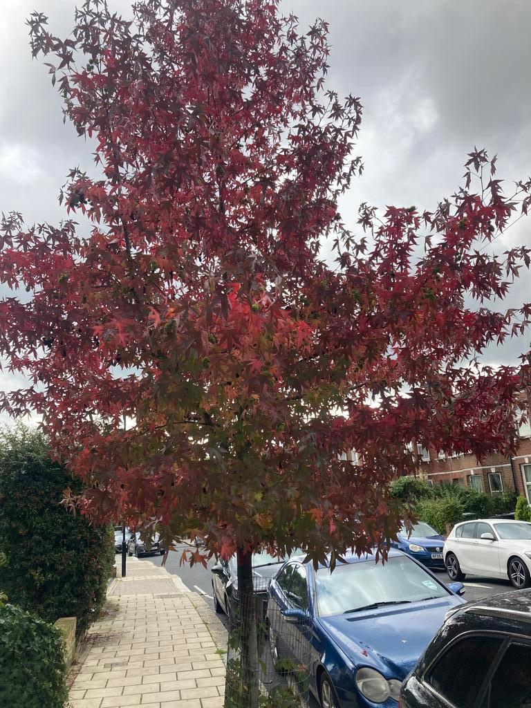 LewishamCouncil's tweet photo. 🌳 We are embarking on an exciting new project with our partners @STfLLondon and Greentalk, which will see over 100 trees planted in vacant tree pits across Lewisham. 

💧 We are looking for volunteers to take care of the new trees.

Find out more 👉 https://t.co/0zPq8sfmpZ https://t.co/WZwj1oFajp