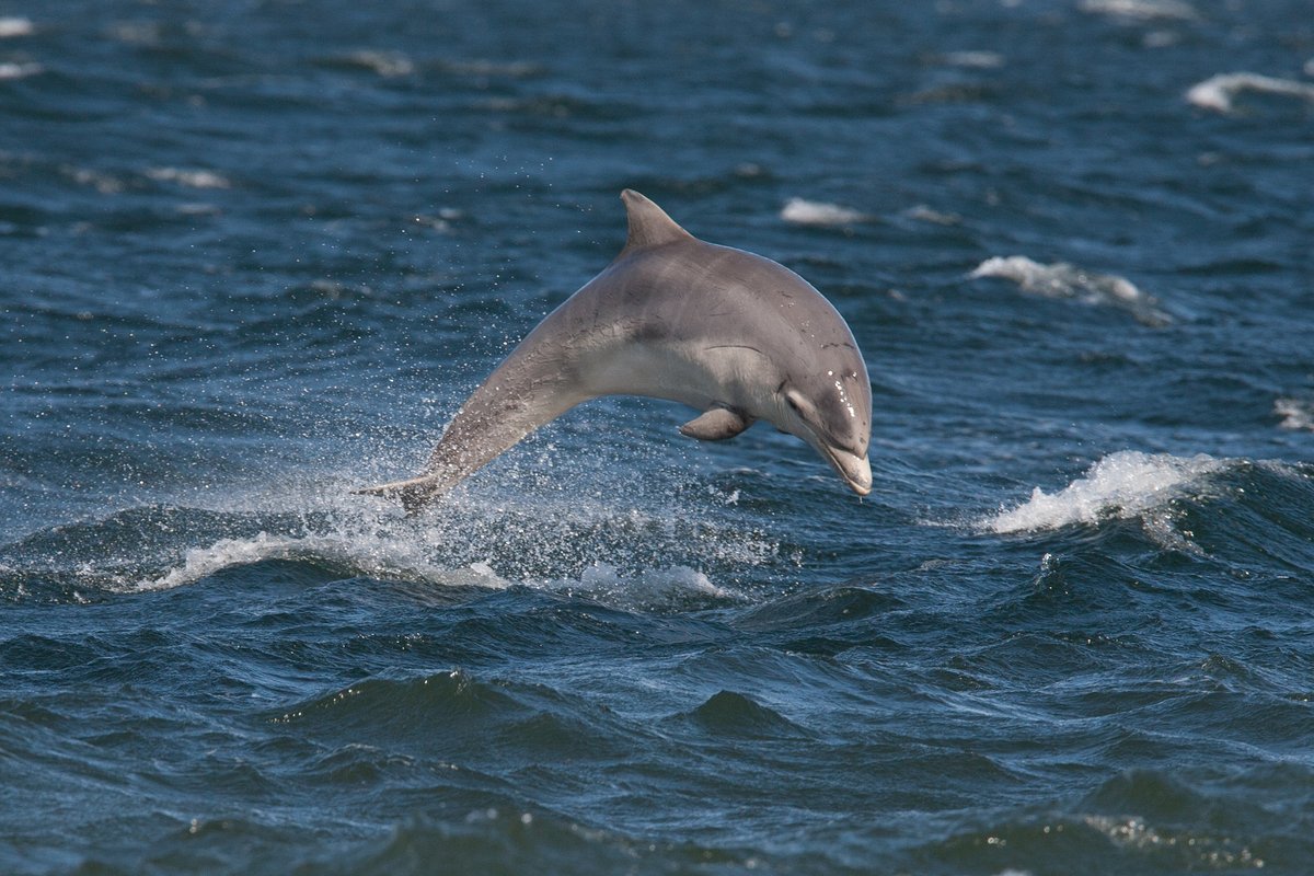 🚨 Job alert! 🚨

We're hiring a new Marine Conservation Assistant to join our @CBMWC team. If you are passionate about inspiring others to engage with marine wildlife and conservation in Wales, apply today! 🐬

👉 Apply now: welshwildlife.org/jobs/marine-co…

📸 John MacPherson/2020VISION