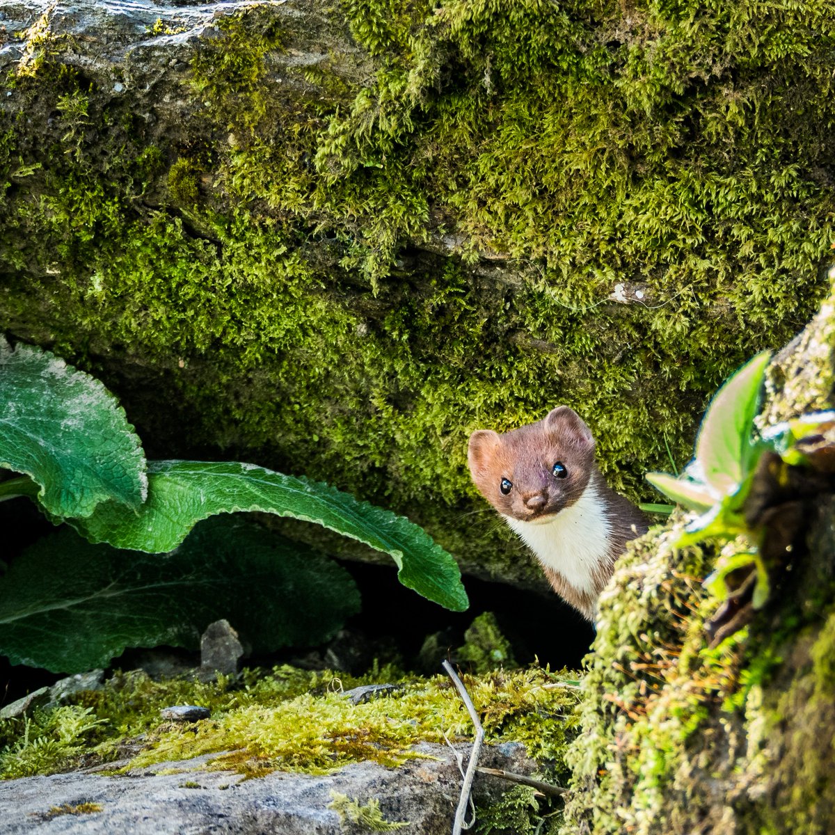 Jamesoneillii's tweet photo. Well that was different for a Tuesday afternoon! A stoat hunting a couple of young rabbits round the back of the house. Amazing to watch as it killed the bunny and dragged it up a near-vertical 3m bank! https://t.co/fNB4kpsxEC