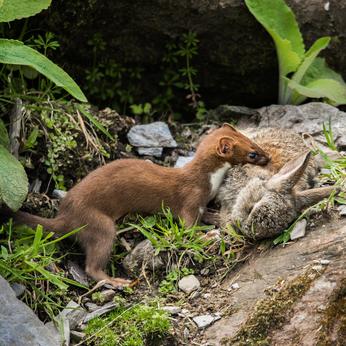 Jamesoneillii's tweet photo. Well that was different for a Tuesday afternoon! A stoat hunting a couple of young rabbits round the back of the house. Amazing to watch as it killed the bunny and dragged it up a near-vertical 3m bank! https://t.co/fNB4kpsxEC