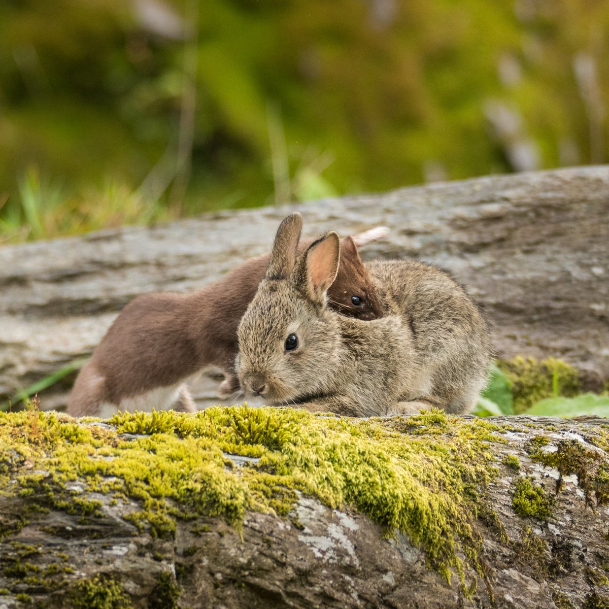 Jamesoneillii's tweet photo. Well that was different for a Tuesday afternoon! A stoat hunting a couple of young rabbits round the back of the house. Amazing to watch as it killed the bunny and dragged it up a near-vertical 3m bank! https://t.co/fNB4kpsxEC