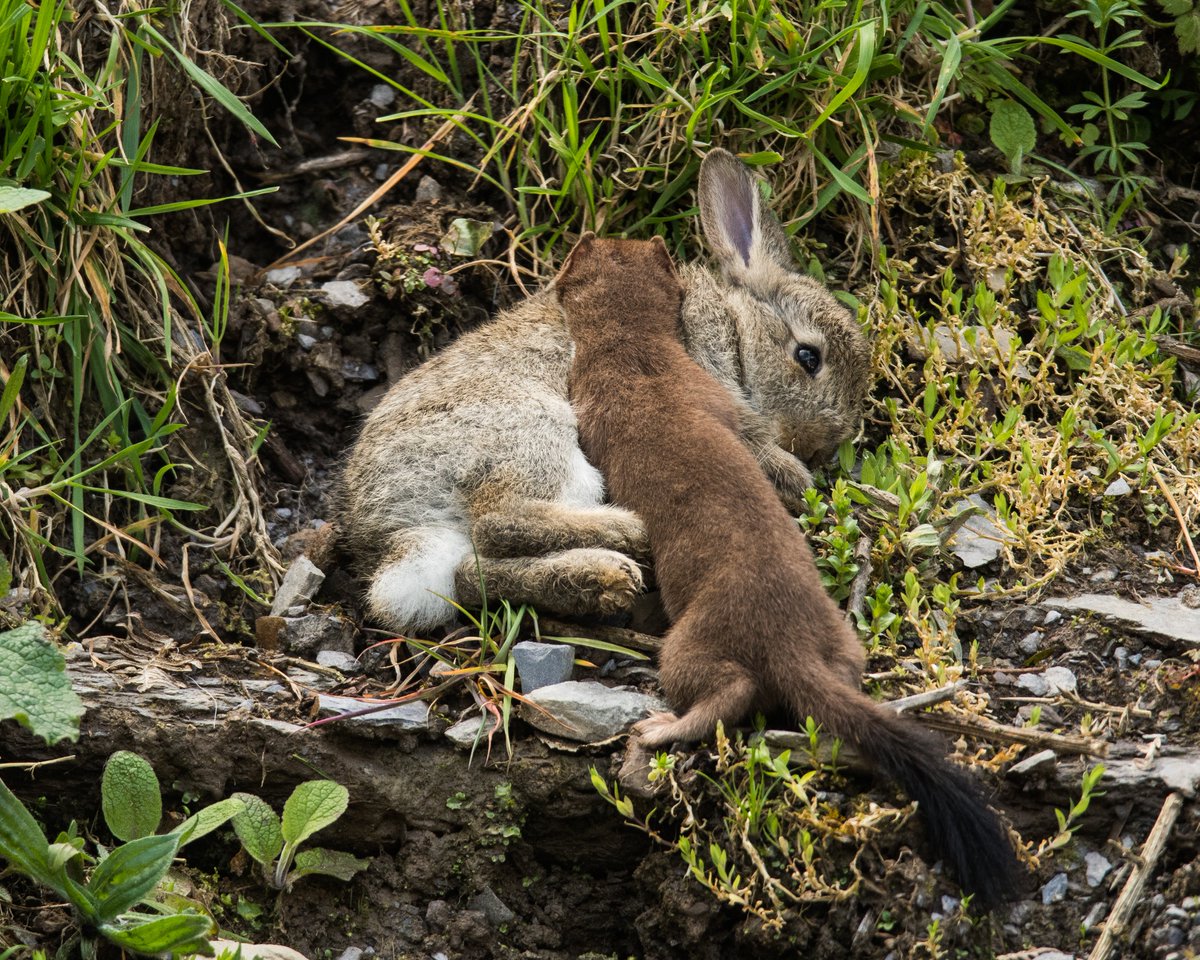 Jamesoneillii's tweet photo. Well that was different for a Tuesday afternoon! A stoat hunting a couple of young rabbits round the back of the house. Amazing to watch as it killed the bunny and dragged it up a near-vertical 3m bank! https://t.co/fNB4kpsxEC