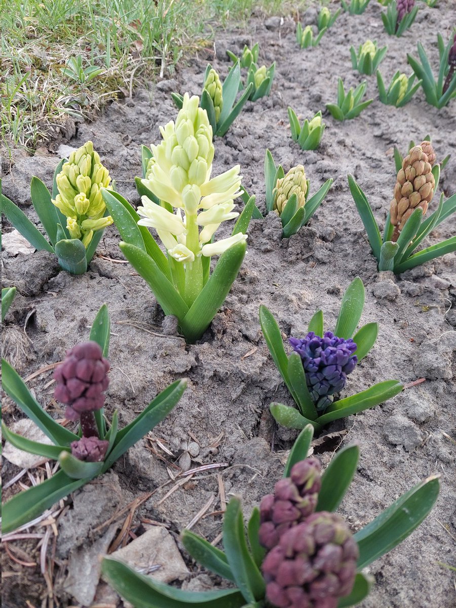 sarmuce's tweet image. Ilgi gaidītais, cerētais pirmais ziediņš no 30 krāsaino hiacinšu sīpoliem.... 💛💚💜