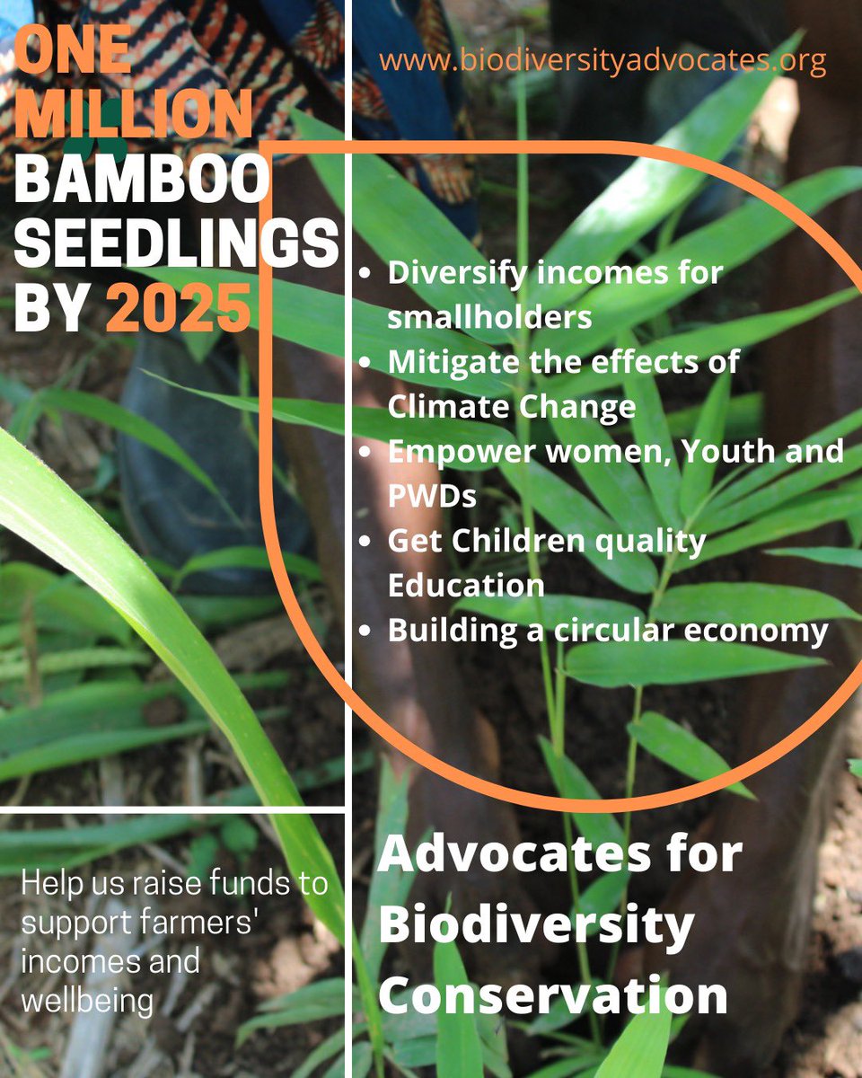 We are taking our bamboo development strategy to the #EuropeanBambooExpo2023 in #Dortmund . Watch out for the #WeAreAdvocates team and support our programs. 
#thinkbamboo #Thinkbiodiversity @giz_ghana @EuropeInGhana @AFD_France @UNDPGhana