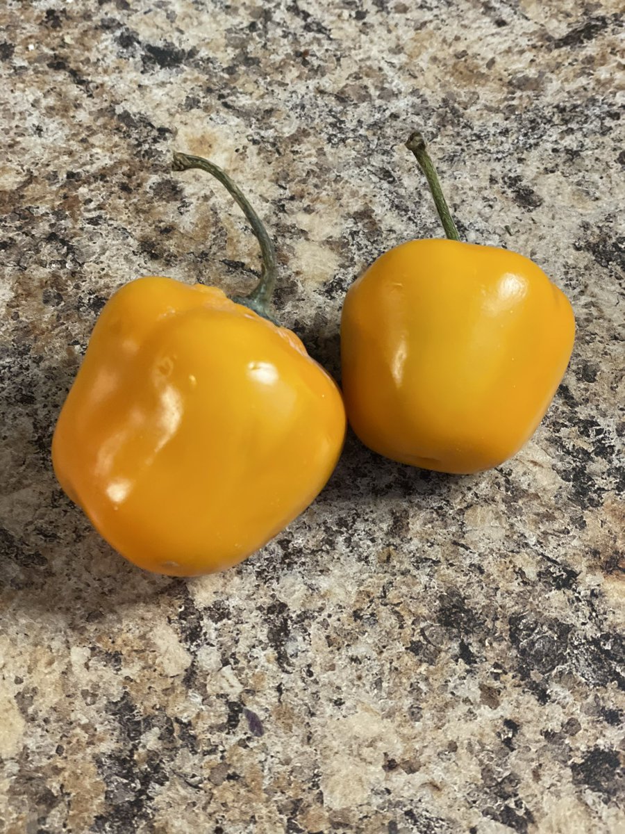 autistickitchen's tweet photo. Look what I just found!  Giant #habanero !  I see #mango habanero hot sauce in my day.   The online store is coming soon…#hotsauce #homecooking #autism #autistic #actuallyautistic #disabledbusiness https://t.co/iVvFg4rb5O