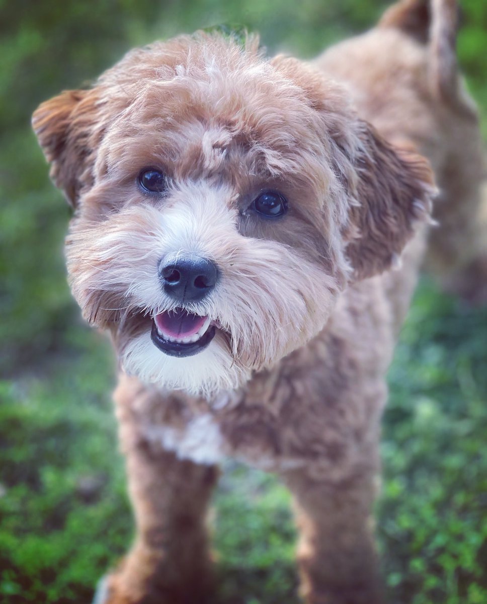 DanThomasWSMV's tweet photo. It’s a perfect day for an extra long dog walk!

Minnie Pearl certainly thinks so!

⁦@WSMV⁩
#Nashville #dogdaysofspring #WSMV4 https://t.co/GevXvO8g1U