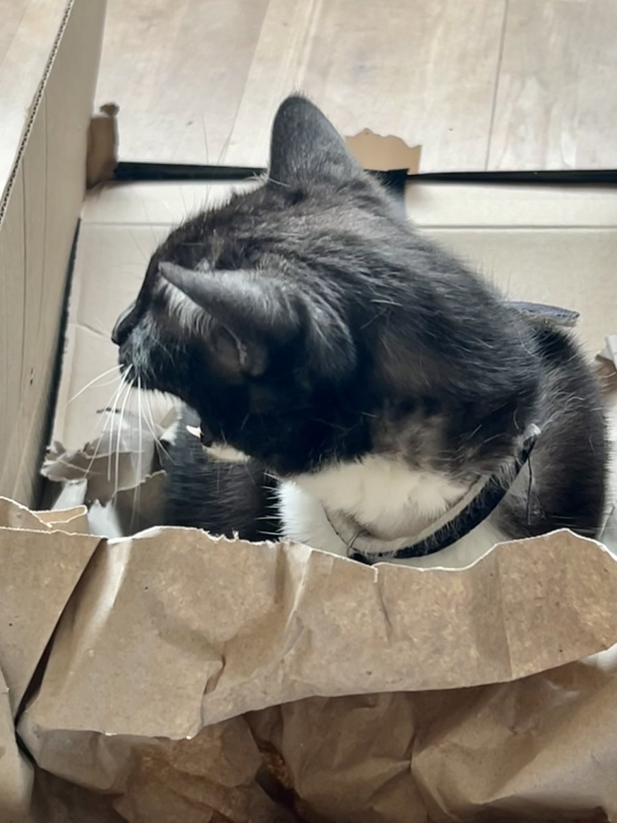 silkyida's tweet photo. The kitties are loving this one box… no matter which way up it falls! #IfItFits https://t.co/IPeF90W717
