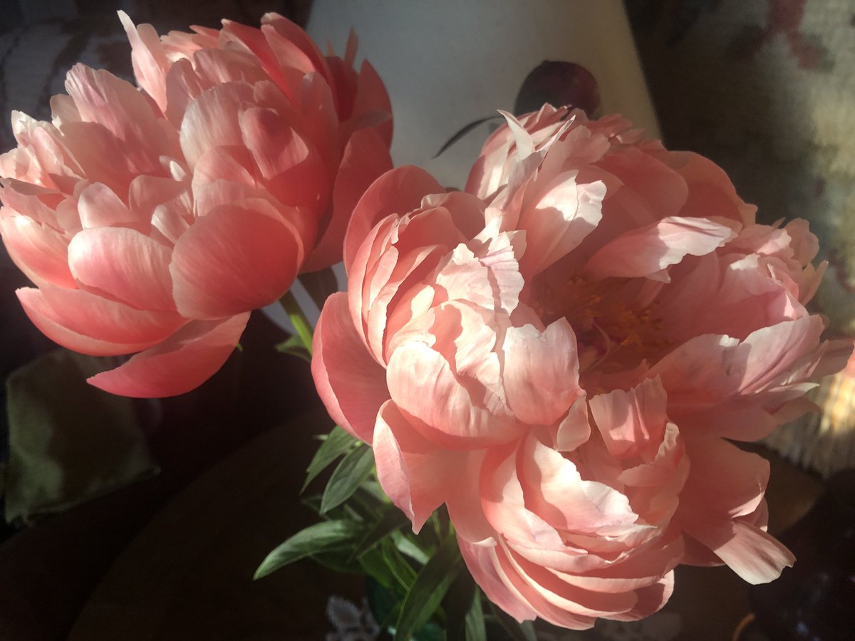 Ilta-aurinko ja reunoilta haalistuneet terälehdet luovat vaikutelman maalauksesta. #peony #silmänilo