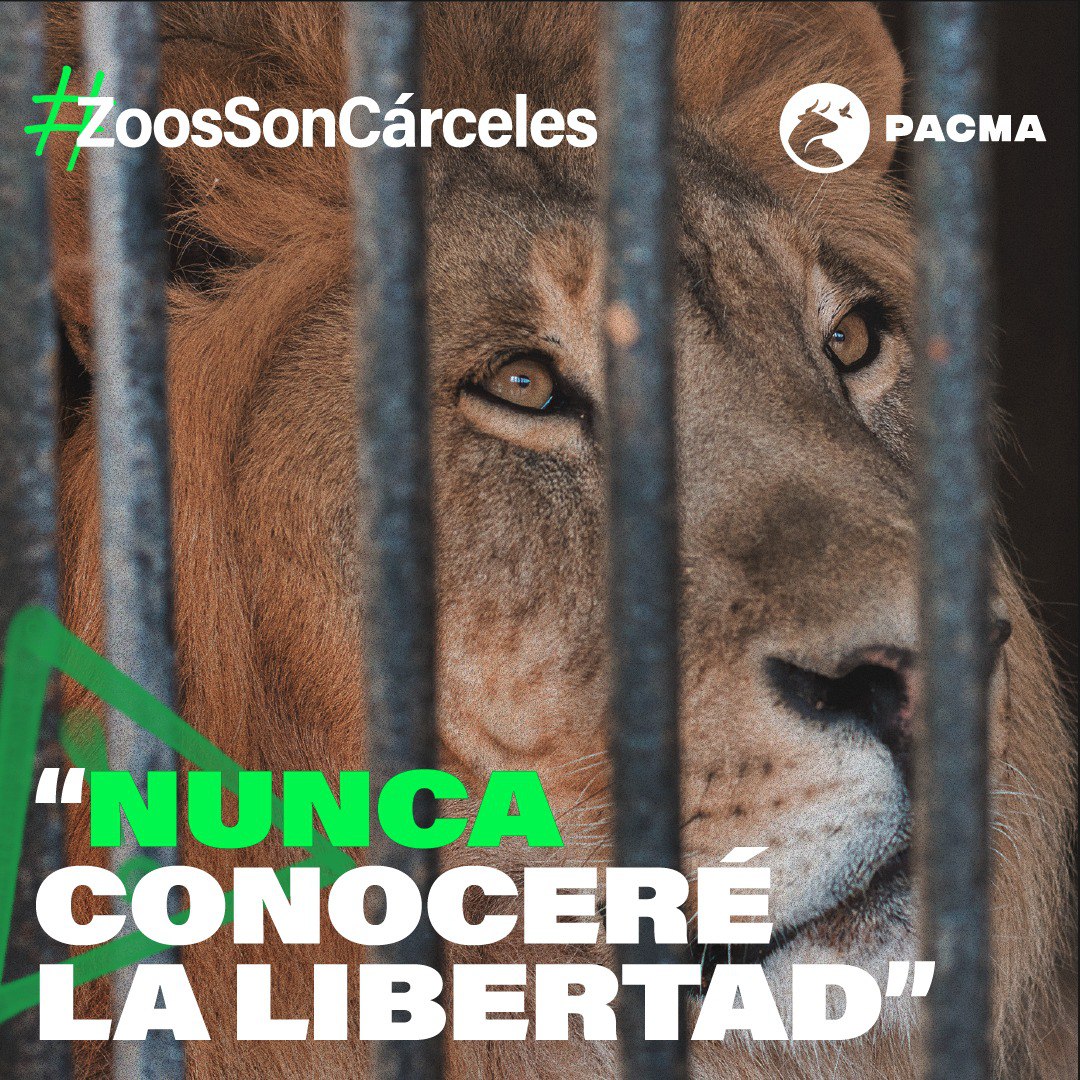Pacma_Madrid's tweet photo. Muchos animales de los que permanecen cautivos en los zoológicos han nacido allí. No conocen ni conocerán nunca la libertad, ni su entorno natural. Que esto siga sucediendo es una crueldad inadmisible en nuestra sociedad.
¡Rechaza estos lugares! #ZoosSonCárceles https://t.co/C1MQEMFD8v