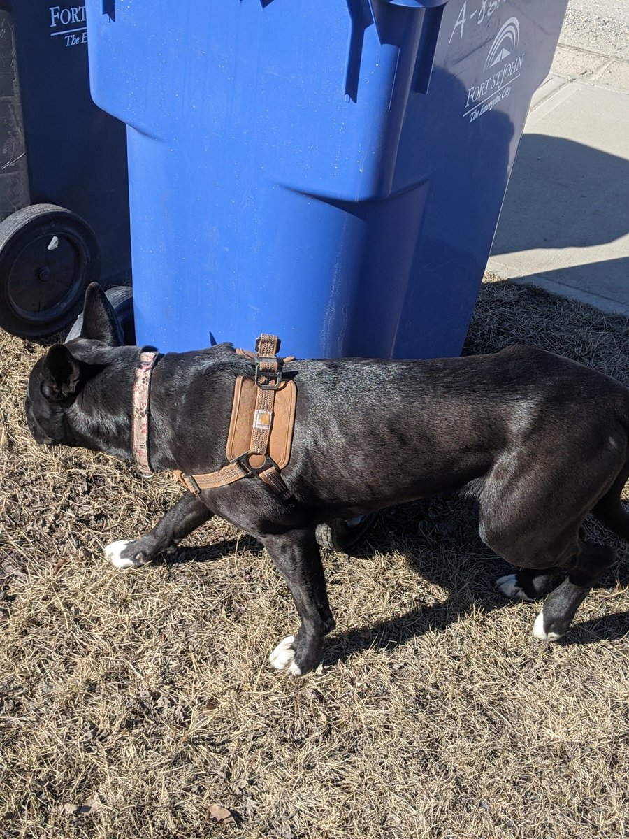 jsutherb's tweet photo. @EnergeticCity there's a black dog with no collar tag wandering around 82nd street. Not sure where it belongs. https://t.co/VXYkmhthsZ