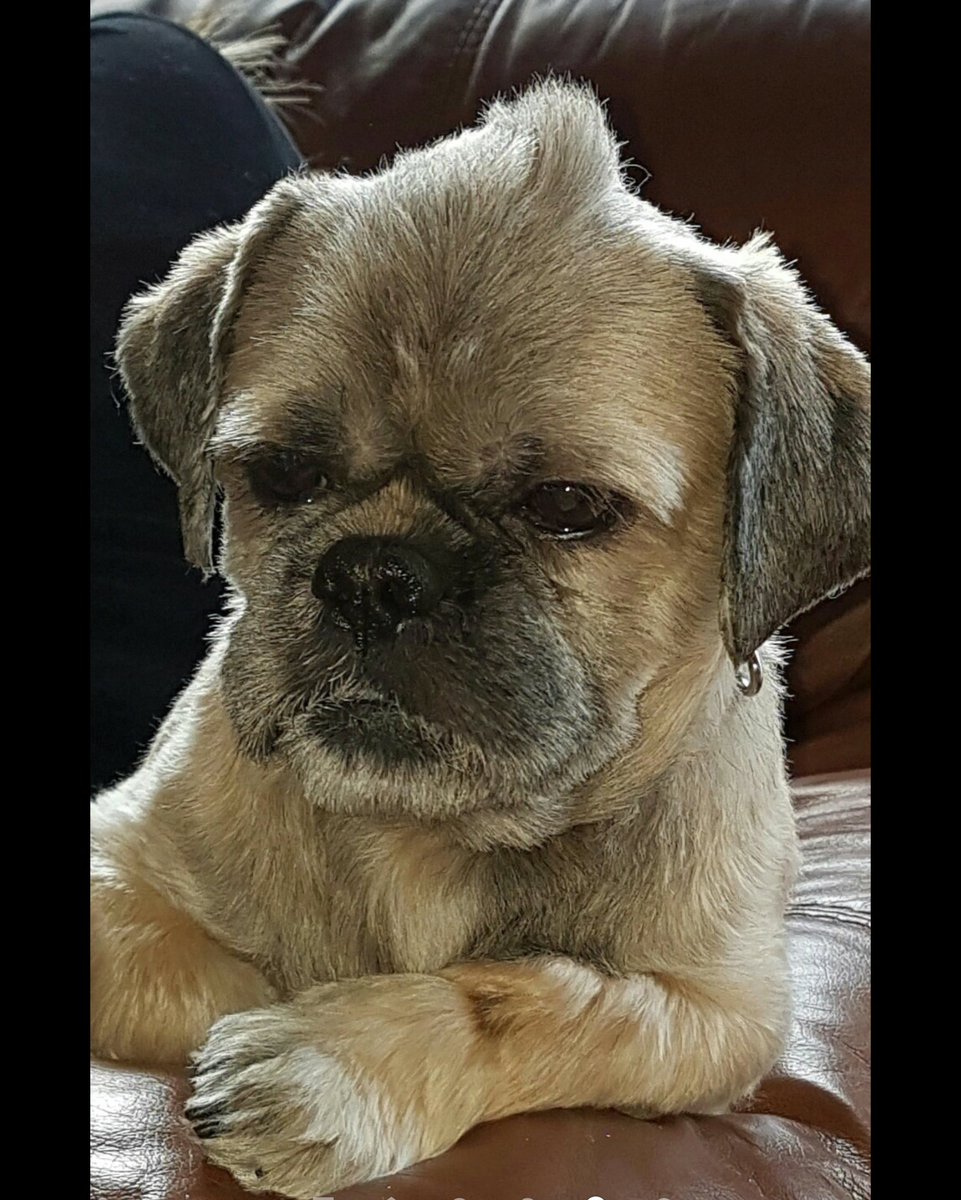 Stratusphere76's tweet photo. @OmarGoshTV Im so sorry to hear about poor Cookie I know how you feeling I lost my Teddy bear last year and it broke my heart! I know how hard it is but she is in a better place now and out of any pain! Rip Cookie. https://t.co/3eWyO4HJrk