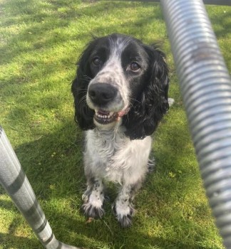 millypod1's tweet image. 🆘15 APR 2023 #Lost DIGBY #ScanMe  
OLDER Black &amp;amp; White English Springer Spaniel Male
Mill Road #Banham #Norfolk #NR16 
SIGHTINGS PLZ☎️07746550956

Possible sighting this morning (18th of April)
Were you on the #A11 this morning going towards Norwich ??
doglost.co.uk/dog-blog.php?d…