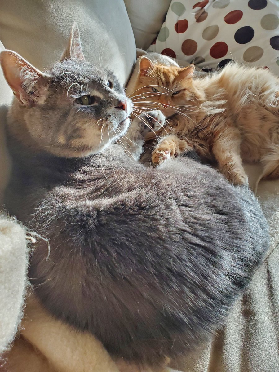 Stephanie Raddatz tweet media