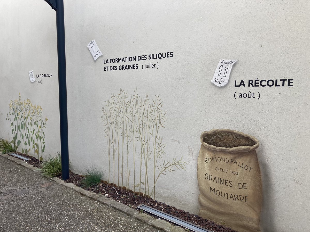 OlivierCOSTE2's tweet photo. Un beau temps mon #Complice,pour cette première visite en #Bourgogne,
à @BeauneTourisme et précisément aux @hospicescivils.
Dans la même occasion,on profite de faire découvrir @MoutardesFallot,du 🌱@BONNIN1402 à la récolte d’une #Moutarde chez les #Agricultures🧑🌾#APGMB #AMB. https://t.co/PvIKwYRjiC
