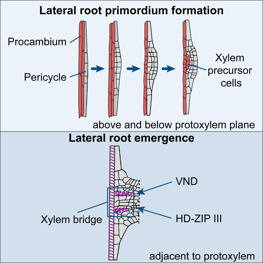 Alex_Kiryushkin's tweet photo. Intersting study in @CurrentBiology

The primary #root procambium contributes to #lateralroot formation through its impact on xylem connection.
👉https://t.co/LxpcFqsWD6

Congratulations to @NoelPonte, @Hctor84228752, @frauke_augstein, @AnnelieCarlsbe1, @AntiaVascular, @jdubrov. https://t.co/Q1x5pu4MVn