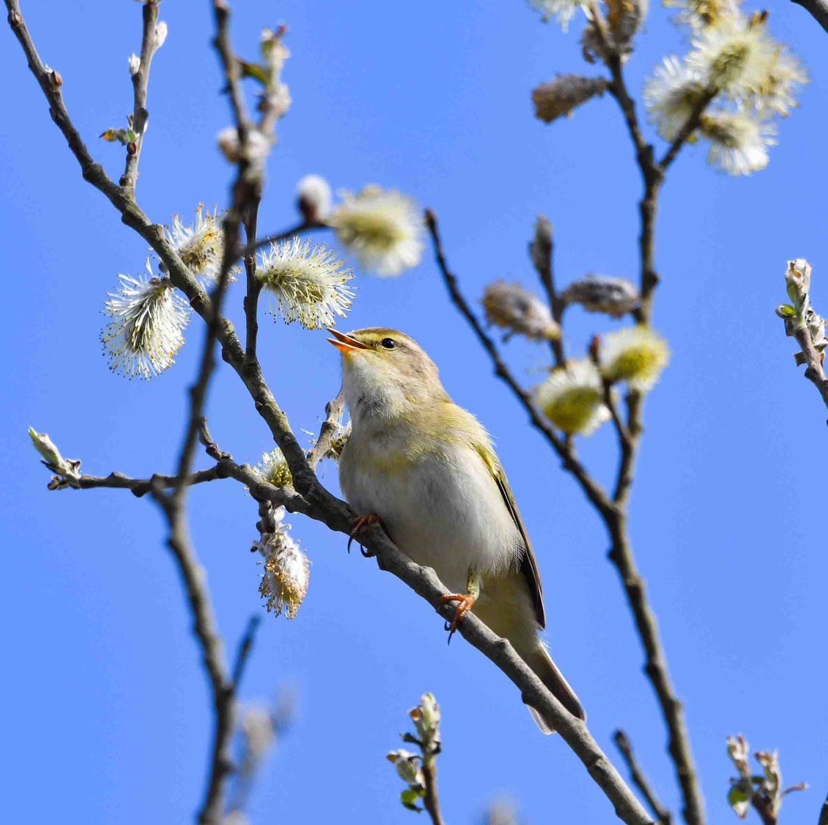 A newly arrived willow warbler singing in a willow in West Cork today.