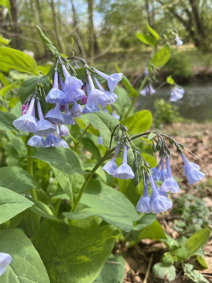 LVCEnvi's tweet photo. It was a beautiful afternoon for the Plant Diversity class to look for spring ephemerals at Quittie Creek Nature Park! #LVCEnvi https://t.co/WKpMxaBVf7
