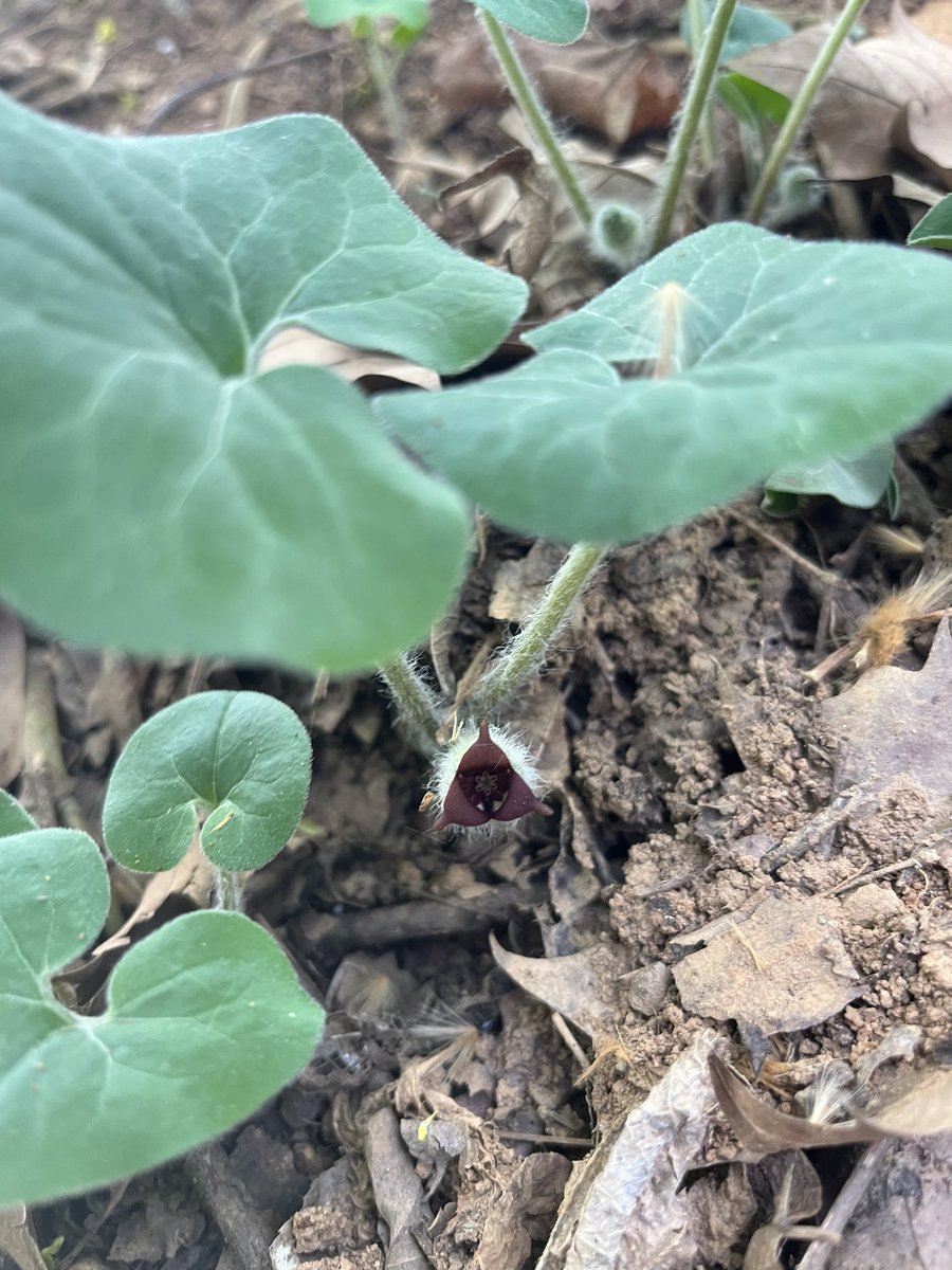 LVCEnvi's tweet photo. It was a beautiful afternoon for the Plant Diversity class to look for spring ephemerals at Quittie Creek Nature Park! #LVCEnvi https://t.co/WKpMxaBVf7
