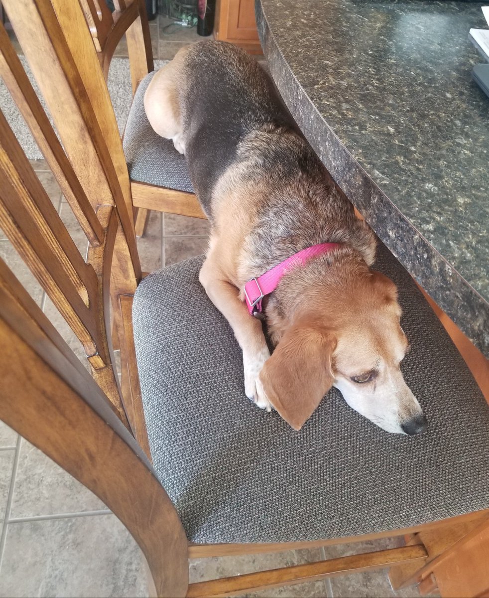pacey_car's tweet photo. How I deal with Grammy's new senior foster dog that wants to be friends #begale #dogsoftwitter https://t.co/WLk2kHXxyG