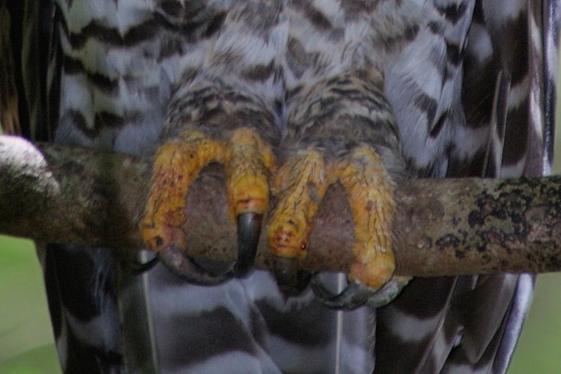 BirdNg_'s tweet photo. My hands look like this so her hands can look like that 😍 #bioacoustics #spottedowl https://t.co/EvMdeNebVR
