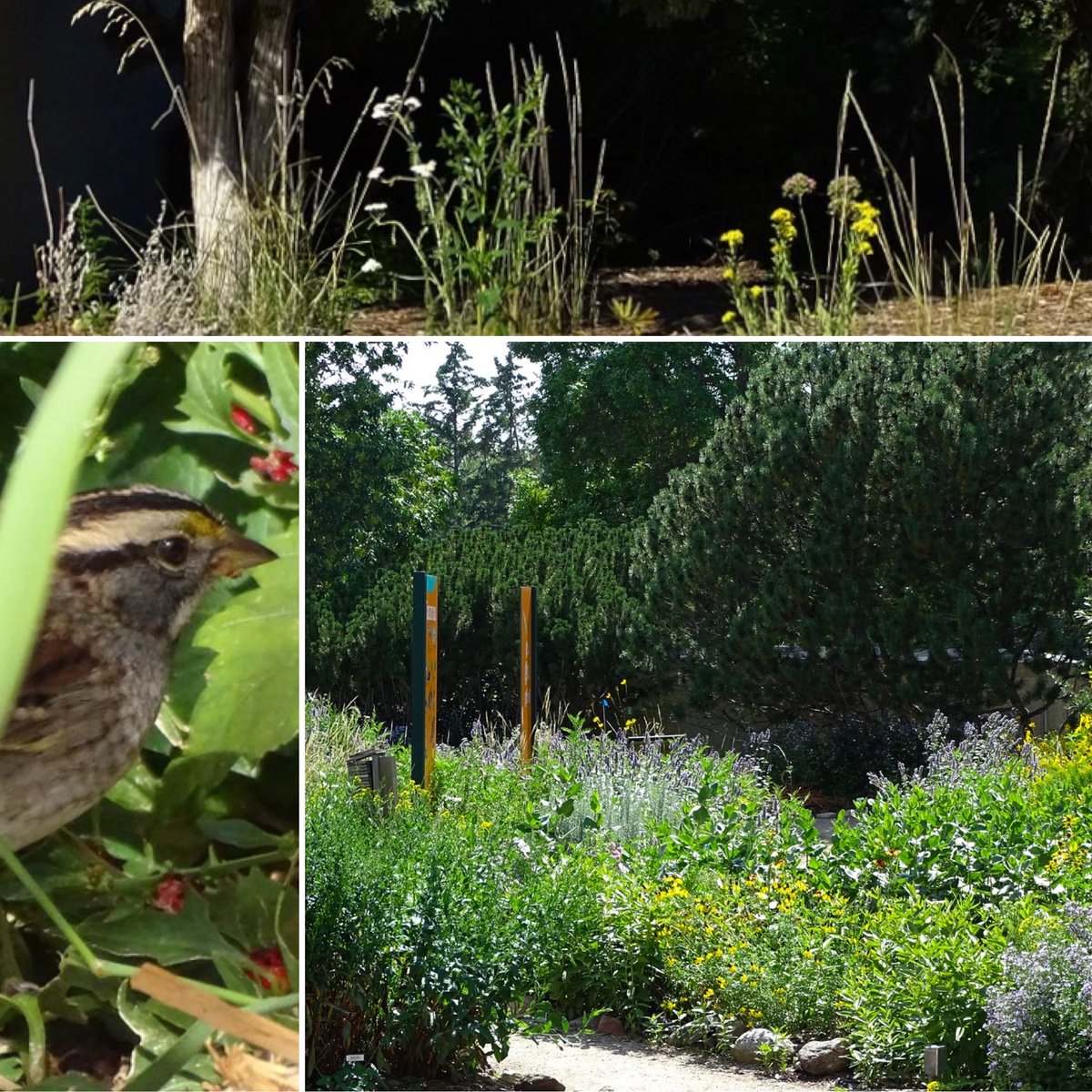 SOULandCare's tweet photo. The Nature Regina - Royal Saskatchewan Museum Native Plant Garden has more than 100 plant species native to southern Saskatchewan. The site is another  #GreenerGreenspace SOUL recognized in 2022.  

Read about it here: https://t.co/Jec7u0bCNh https://t.co/ttI6Vxje14