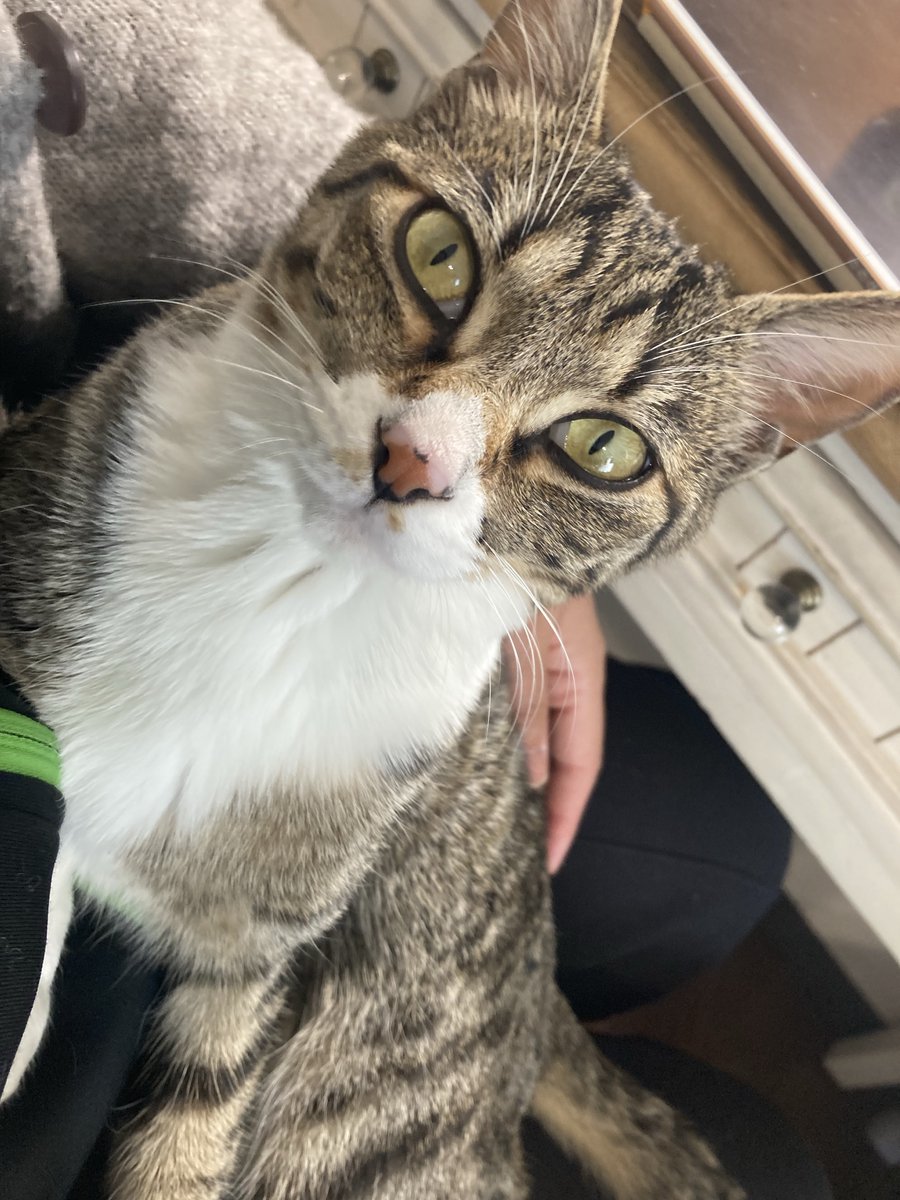 おはねこ
おはにゃんこ！

甘えるのがとっても上手になりました☺️たびちゃんです https://t.co/7PCPp8Vw2X