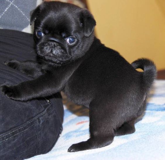 Cute Black Pug Puppy
#pug #usa #blackpug #pugbaby