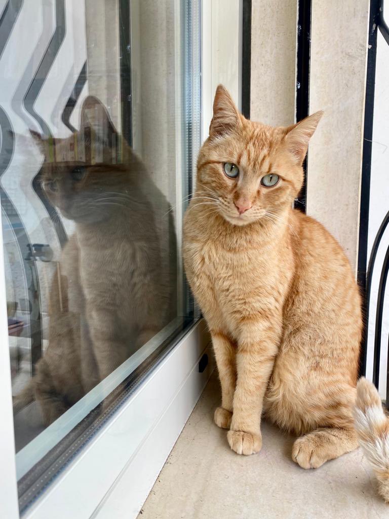 -matisse, matisse, guardami!
-matisse ma sei arrabbiato? Hai una espressione molto seria?
" 𝒎𝒊 𝒔𝒕𝒂𝒊 𝒇𝒐𝒕𝒐𝒈𝒓𝒂𝒇𝒂𝒏𝒅𝒐, 𝒒𝒖𝒆𝒔𝒕𝒂 𝒆̀ 𝒍𝒂 𝒎𝒊𝒂 𝒆𝒔𝒑𝒓𝒆𝒔𝒔𝒊𝒐𝒏𝒆 𝒅𝒂 𝒎𝒐𝒅𝒆𝒍𝒍𝒐!"
#quelloCheMiManca non è certo la fantasia 😂