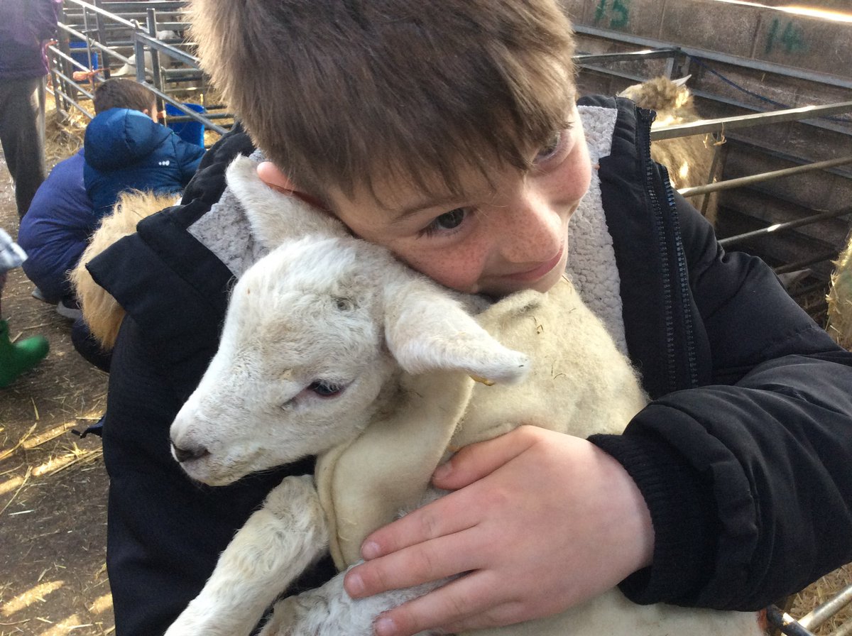 MelthamMoor's tweet photo. What a wonderful day #MMY6 & #MMY2 have had visiting Holme farm during lambing.We’ve learnt all about the running of the farm during lambing, tasted lambs products, had a wonderful long walk exploring our local environment & a super fun paddle. #MoreatMM #MMscience #MMgeography https://t.co/f5AxKIsnCt