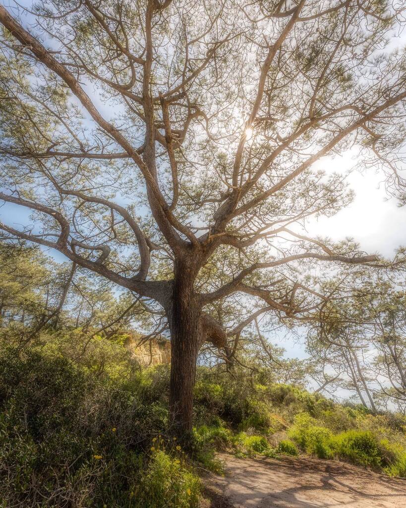 Torrey Pine
.
I’ve never known the history or the importance on these amazing pine trees until just recently. They are critically endangered and live only along the San Diego coast and on Santa Rosa Island just off the shore from Santa Barbara. They are … instagr.am/p/CrMYXi5O-Fv/