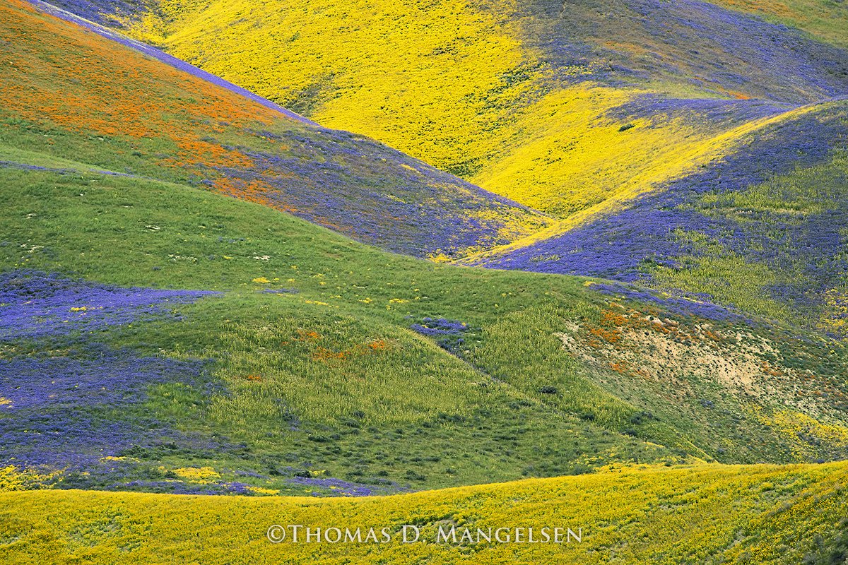 mangelsen's tweet photo. It’s a magical time of year in the interior of California, wildflowers paint the landscape contours of the Temblor Range with dramatic botanic brushstrokes. This scene, above the Carrizo Plain at the height of a super bloom, stimulates the senses like a color wheel meditation. https://t.co/Nh00IHZqIZ