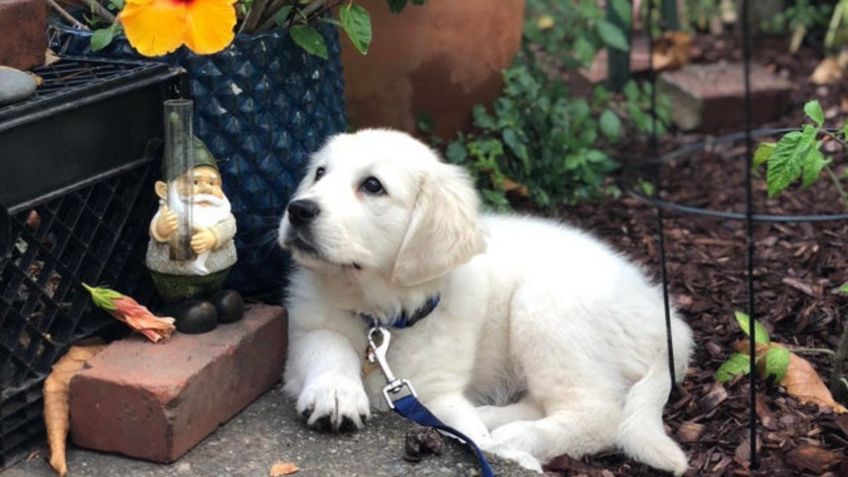Goldenheaven192's tweet photo. 😍Life is beautiful when you have a Golden retriever, isn't it? ✅Follow me if you like this post

#GoldenRetrievers #dogs #dogsoftwitter #golden #goldenretrieve https://t.co/J0DyiBgPcV
