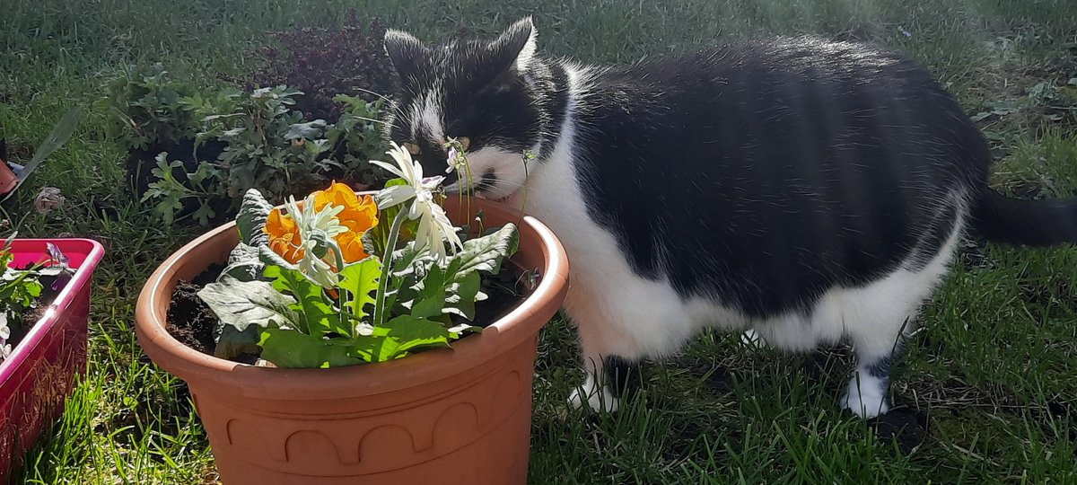 Lady_Comateen's tweet photo. Si tu vois ce tweet qrt avec la dernière photo de ton animal https://t.co/5imqDCzSzY