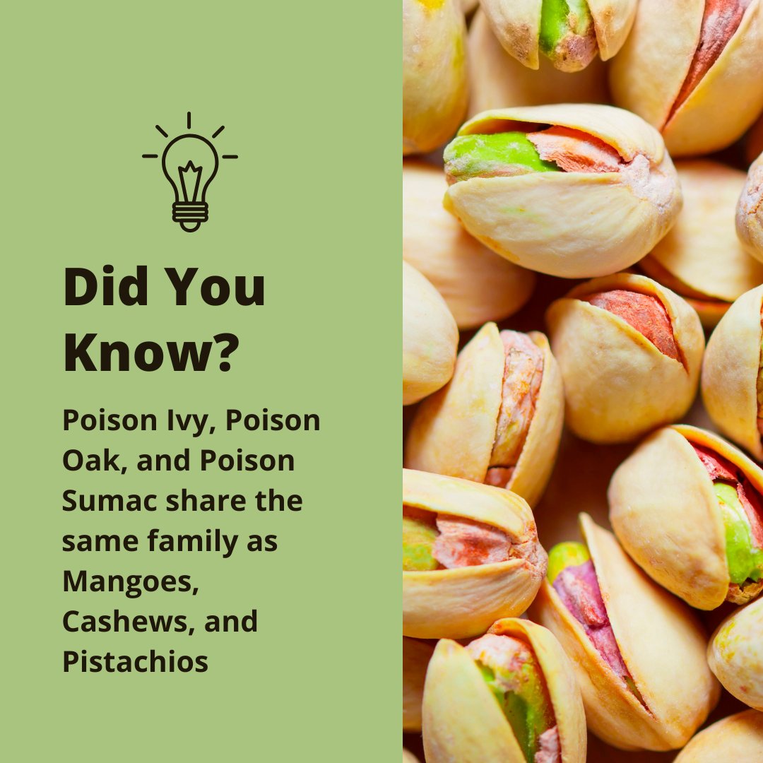 Did you know that Poison Ivy, Poison Oak, and Poison Sumac share the same family as Mangoes, Cashews, and Pistachios? 🤔 These plants all belong to the Anacardiaceae family. #FunFact #NatureTrivia #HealthyEating #StaySafeOutdoors