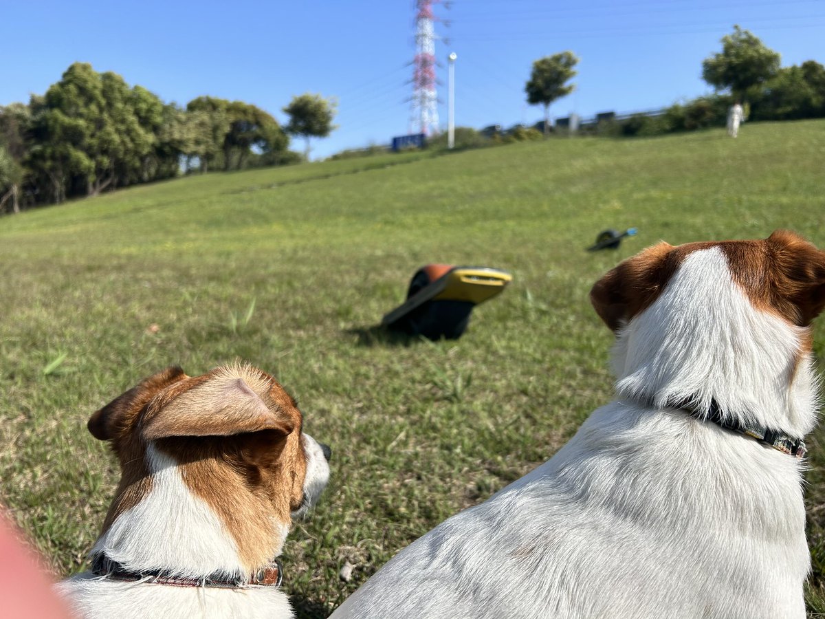 valon20170909's tweet photo. 我が家の小さなギャング達🐶🐶
コレOnewheel Pintって乗り物なんだって🛞
父、乗らしてもらったけど全然乗れてなかったプププ😁😁😁
#JRT #jrt #ジャックラッセルテリア #onewheelpint https://t.co/XhxSYgDb5Z