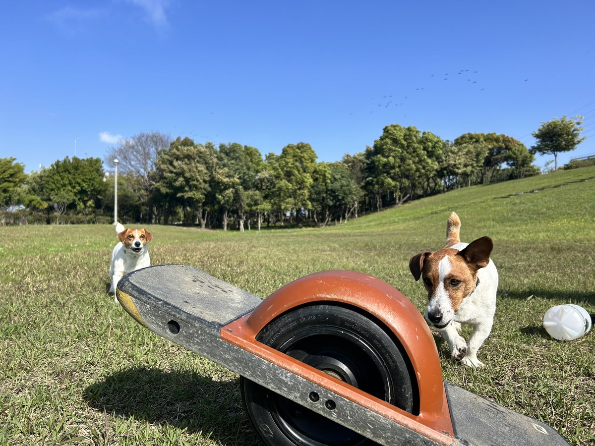 valon20170909's tweet photo. 我が家の小さなギャング達🐶🐶
コレOnewheel Pintって乗り物なんだって🛞
父、乗らしてもらったけど全然乗れてなかったプププ😁😁😁
#JRT #jrt #ジャックラッセルテリア #onewheelpint https://t.co/XhxSYgDb5Z