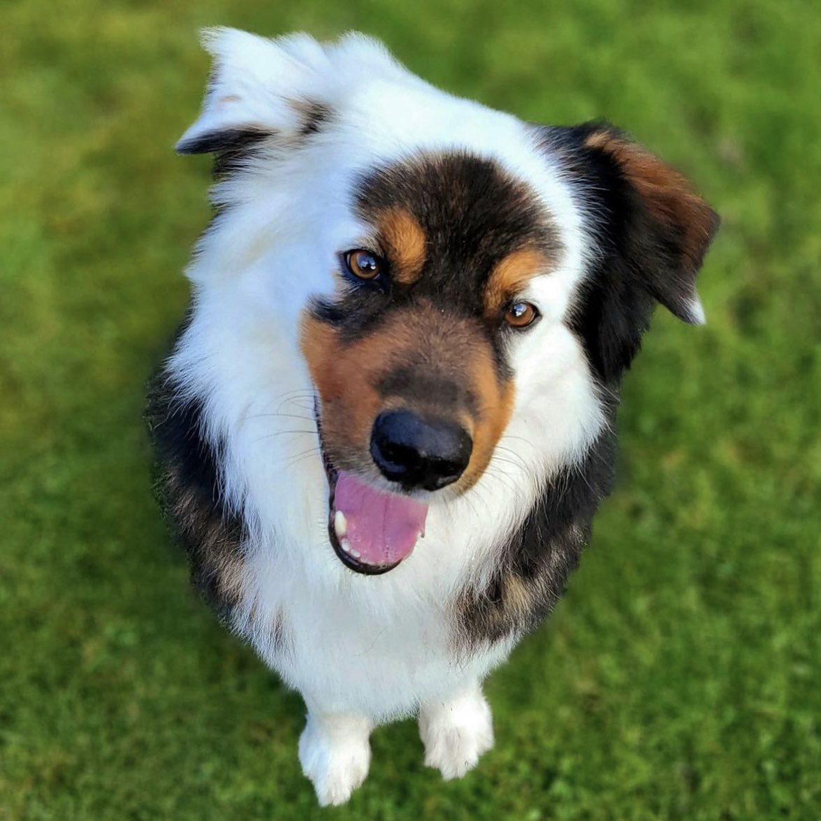 dog_rates's tweet photo. This is Milow. He knows beauty comes from the inside, but he also happens to have it on the outside. 14/10 rare as h*ck https://t.co/6ZIsZeA5co