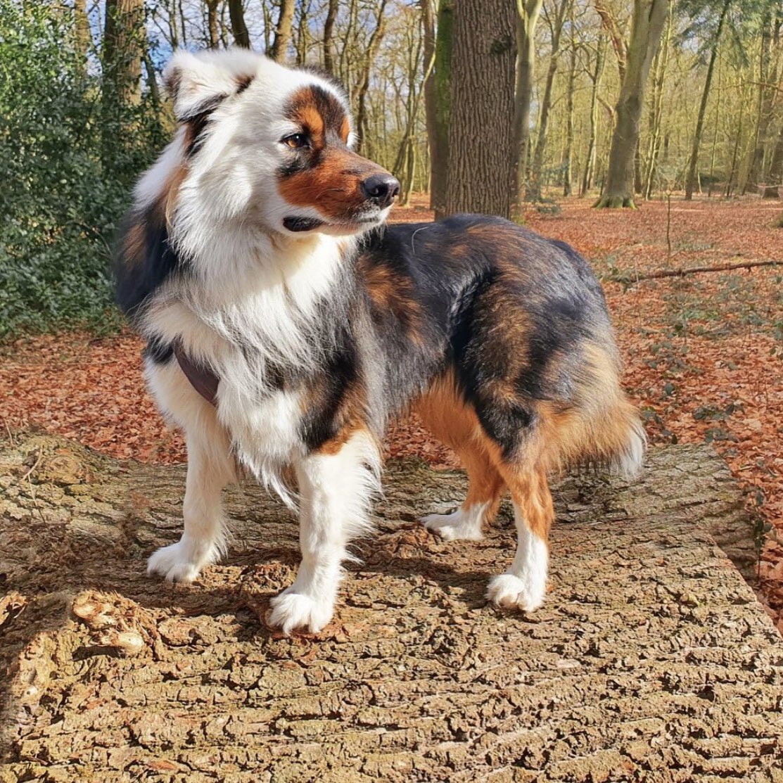 dog_rates's tweet photo. This is Milow. He knows beauty comes from the inside, but he also happens to have it on the outside. 14/10 rare as h*ck https://t.co/6ZIsZeA5co