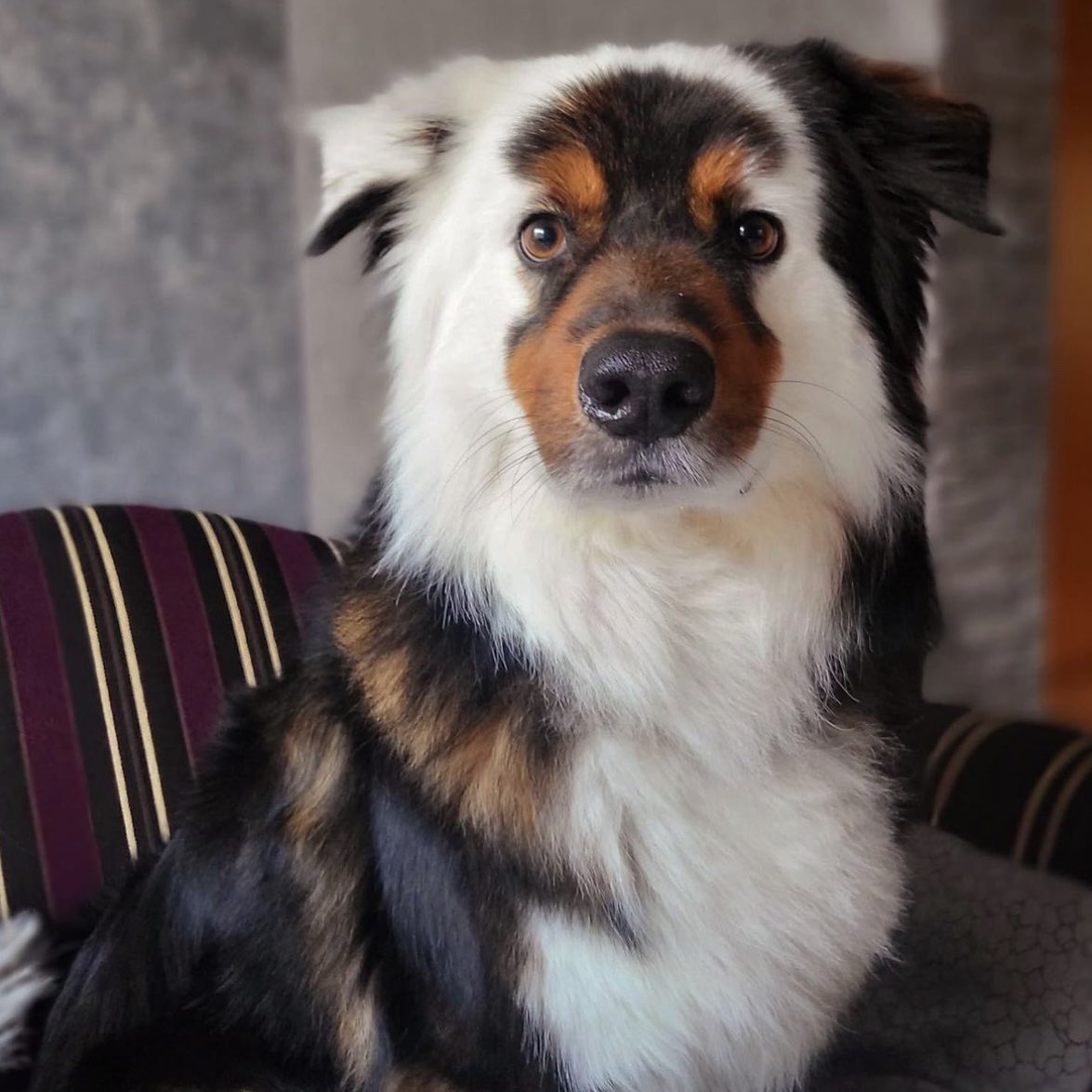 dog_rates's tweet photo. This is Milow. He knows beauty comes from the inside, but he also happens to have it on the outside. 14/10 rare as h*ck https://t.co/6ZIsZeA5co