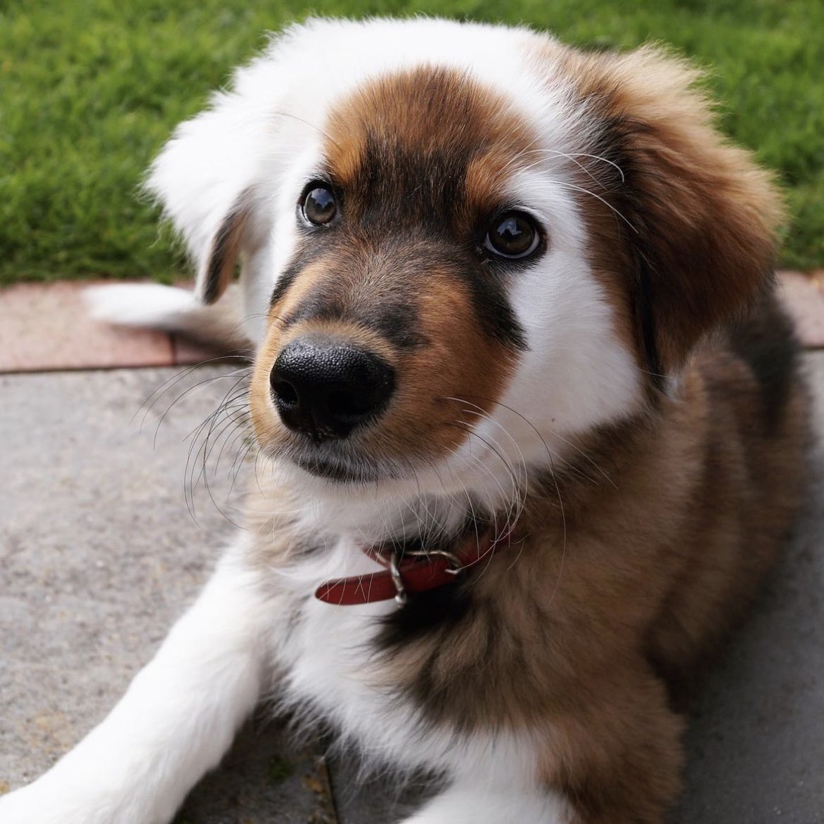 dog_rates's tweet photo. This is Milow. He knows beauty comes from the inside, but he also happens to have it on the outside. 14/10 rare as h*ck https://t.co/6ZIsZeA5co