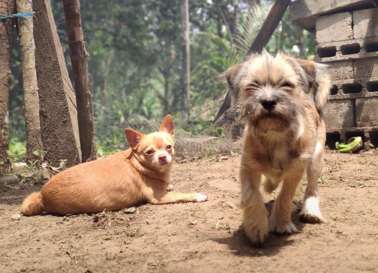 ertl27's tweet photo. Mientras más conozco a la gente, más amo a mis perros. 
#Brayi &amp; #Kyku https://t.co/FbpEck8hT0