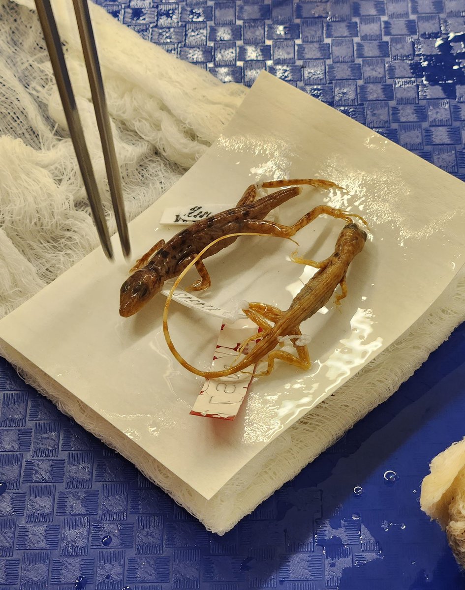 MSB Division of Amphibians and Reptiles tweet media