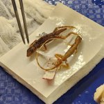 Photo by MSB Division of Amphibians and Reptiles (@MSBherps)