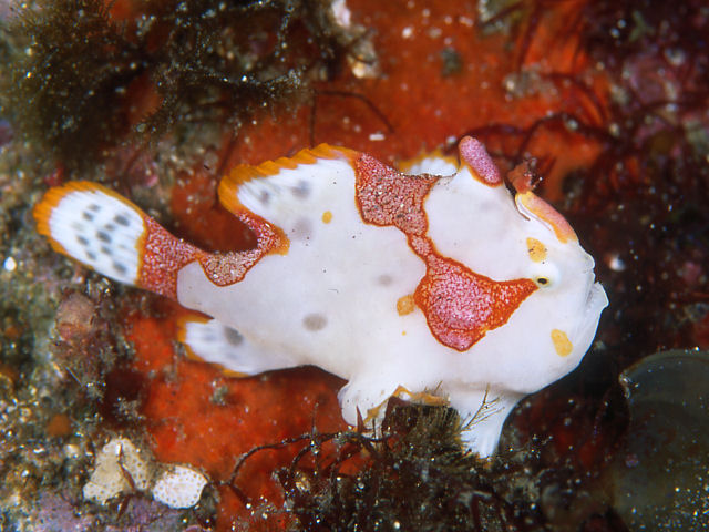 Their favorite fish is the warty frogfish (Antennarius maculatus).